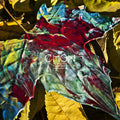 Chon - Grow - Music CD