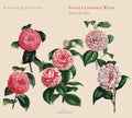 Weiss / Junghaenel,konrad - Suites For Lute - Music CD