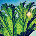 Gunnera Vinyl Record