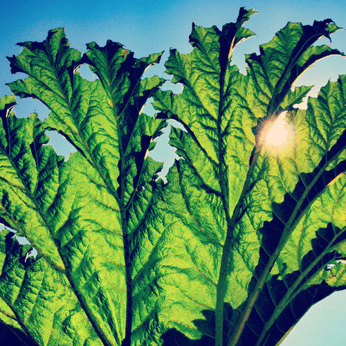 Gunnera Vinyl Record