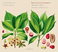 Gasparini / Auser Musici / Ipata - Mirena & Floro - Music CD