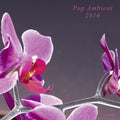 Pop Ambient 2016 / Various - Pop Ambient 2016 / Various - Music CD
