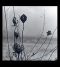 Recondite - Placid - Vinyl Record