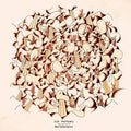 Matters,syd - Brotherocean - Vinyl Record