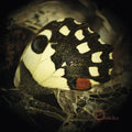 Ossicles - Music For Wastelands - Music CD