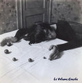 Le Volume Courbe - Wish Dee Dee Ramone Was Here With Me - Music CD