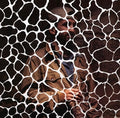 Samiyam - Animals Have Feelings - Music CD