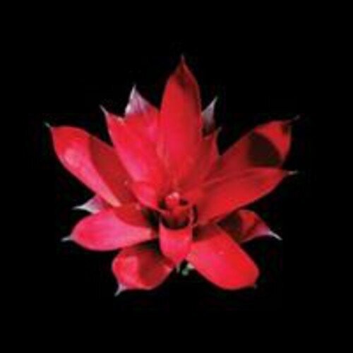Communique - Poison Arrows - Vinyl Record