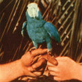 Bird,andrew - Are You Serious - Music CD