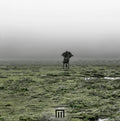 Wormstorm,markus - Figure In Field - Vinyl Record