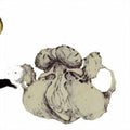 Coil - Ape Of Naples - Music CD