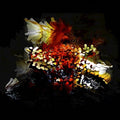 Bogus Order - Bullnose Step - Vinyl Record