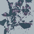 Chasms - On The Legs Of Love Purified - Music CD