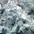Pop Ambient 2017 / Various - Pop Ambient 2017 / Various - Music CD