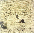 Howard,ben - Noonday Dream - Vinyl Record