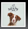 Lost My Dog 10x10: 2012 / Var - Lost My Dog 10x10: 2012 / Var - Music CD