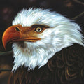 Mogwai - Hawk Is Howling - Music CD
