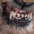 Blanck Mass - World Eater - Vinyl Record