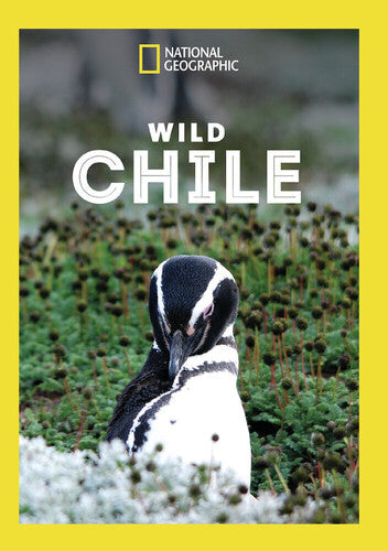 Wild Chile - Wild Chile - DVD