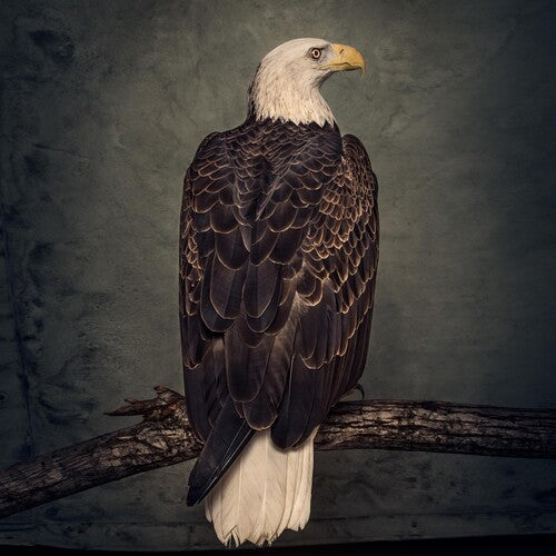 Clutch - Book Of Bad Decisions - Music CD