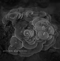 Dauby,yannick - Penghu Experimental Sound Studio 2 - Vinyl Record