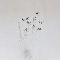 Ikeda,ken / Toop,david - Skin Tones - Music CD