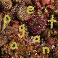 Pwr Bttm - Pageant - Music CD