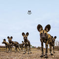 Balthazar - Fever - Music CD