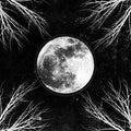 Corpus Christii - Palemoon - Music CD