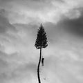 A Black Mile To The Surface [2LP] Vinyl Record