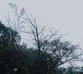 Sadness - Rain - Music CD