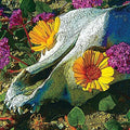 Dali's Llama - Mercury Sea - Music CD