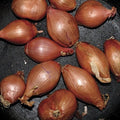 Segall,ty - Fried Shallots - Vinyl Record