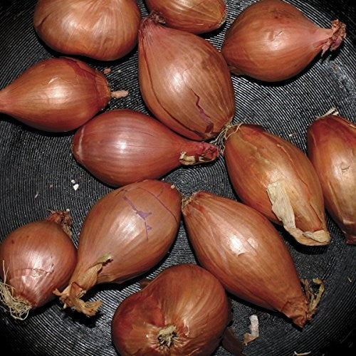 Segall,ty - Fried Shallots - Vinyl Record