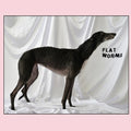 Flat Worms - Flat Worms - Vinyl Record
