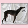 Flat Worms [LP] Vinyl Record