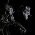 Cavernlight - As We Cup Our Hands & Drink From The Stream Of Our - Vinyl Record