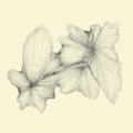 Kang,eyvind - Plainlight - Vinyl Record