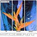 Scent - Kim - Vinyl Record