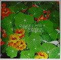 Quivers - Well Go Riding On The Hearses - Vinyl Record