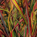 Gengahr - Where Wildness Grows - Music CD