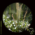 Newman,jacob - Biospherica - Music CD
