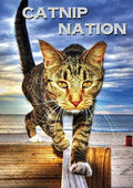 Catnip Nation - Catnip Nation - DVD