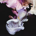 Simian Mobile Disco - Murmurations - Music CD