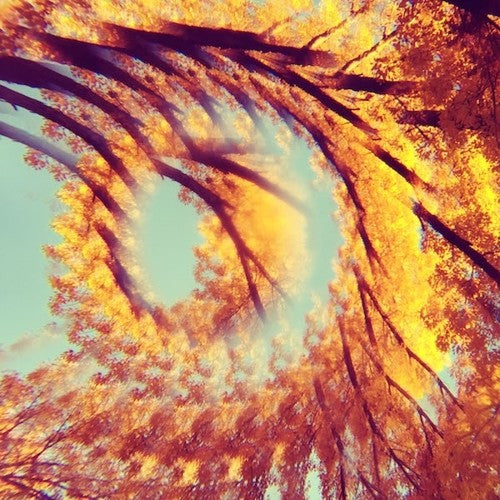 Forest Bathing [LP] Vinyl Record