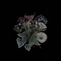 Nhor - Wildflowers - Vinyl Record