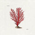 Colombre - Corallo - Music CD