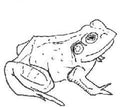 O'donovan,aoife - Bull Frogs Croon (and Other Songs) - Music CD