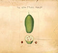 Dorf / Niblock,phill - Baobab - Music CD