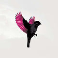 Jump Little Children - Sparrow - Music CD